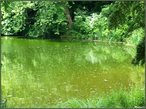 Le Grand Etang - Les Jardins du Kerdalo à Trédarzec, Côtes d'Armor (22) 