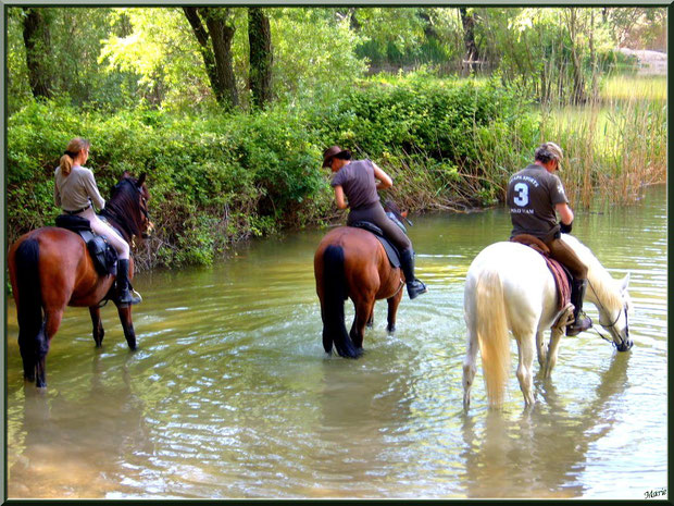 Chevaux venant se désaltérer au lac de Peiroou à Saint Rémy de Provence, Alpilles (13)