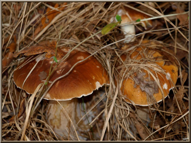 Cèpes de Bordeaux ou Bolets, bien cachés, en forêt sur le Bassin d'Arcachon