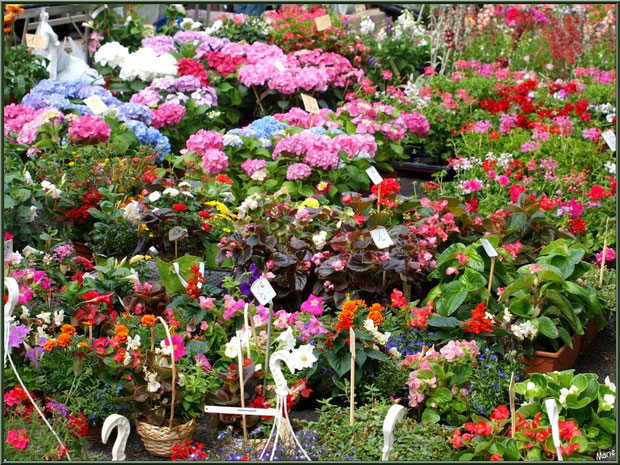 Marché de Provence, mardi matin à Vaison-la-Romaine, Haut Vaucluse (84), étal de fleurs