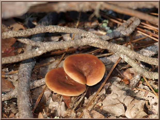 Lactaires Roux en forêt sur le Bassin d'Arcachon