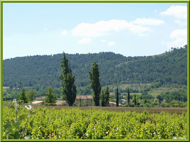 Mas, cyprès et vignoble dans la campagne environnante du village de Cucuron, Lubéron (84)