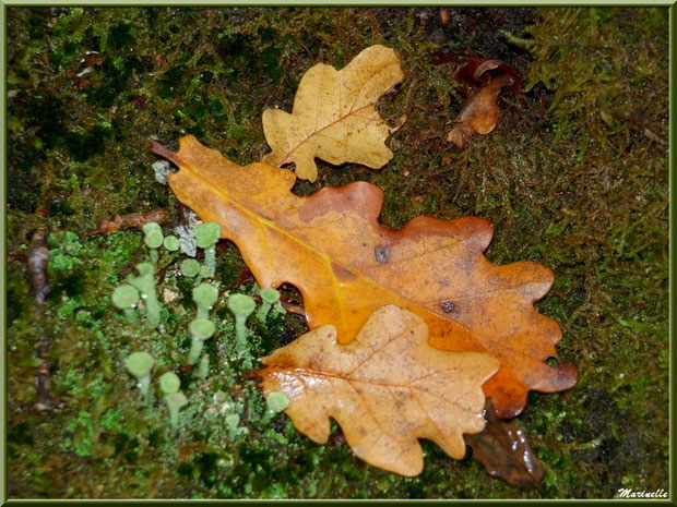 Feuilles de chêne automnales sur tapis de mousse et lichen Cladonie fimbriée, forêt sur le Bassin d'Arcachon (33)  