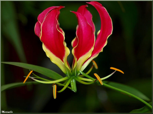 Glorieuse ou Gloriosa Rothschildiana