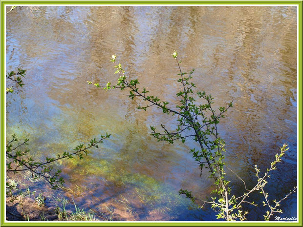 Arbrisseaux, plantes aquatiques et reflets en bordure de La Leyre, Sentier du Littotal au lieu-dit Lamothe, Le Teich, Bassin d'Arcachon