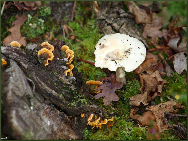 Stérée et Clitocybe Blanc ou des Résineux en forêt sur le Bassin d'Arcacho