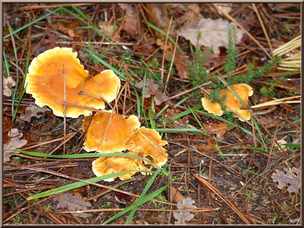 Clitocybes Orangés sur lit de grépin et petites bruyère en forêt sur le Bassin d'Arcachon