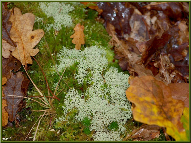 Cladonie parmi la mousse et feuilles de chêne en forêt du Bassin d'Arcachon