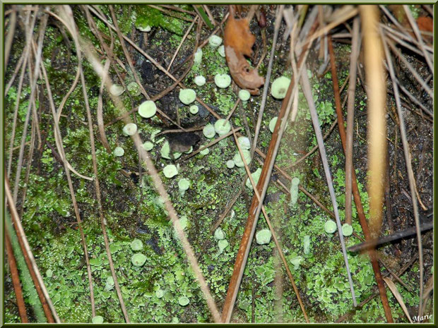Cladonie Fimbriée cachée en forêt du Bassin d'Arcachon