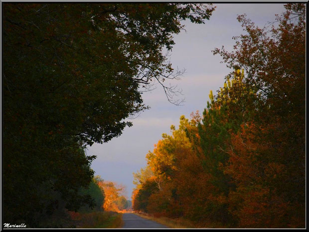 Soleil couchant en forêt automnale sur le Bassin d'Arcachon (33) 