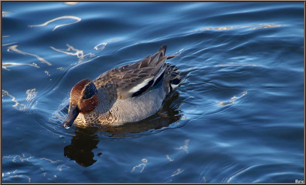 Jeune canard Colvert dans le bassin à l'entrée du Parc de la Chêneraie à Gujan-Mestras (Bassin d'Arcachon)