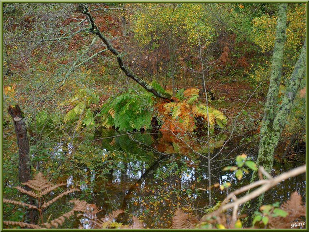 Végétation automnale et reflets sur le Canal des Landes au Parc de la Chêneraie à Gujan-Mestras (Bassin d'Arcachon)