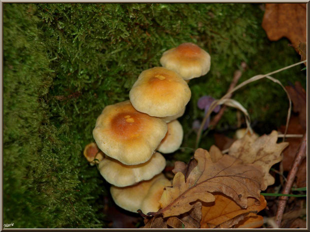 Hypholomes en Touffe entre mousse et feuilles de chênes en forêt sur le Bassin d'Arcachon