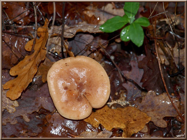 Lactaire à Lait Abondant en forêt sur le Bassin d'Arcachon