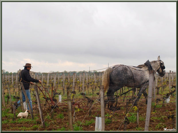 "Cheval des Vignes"au labour dans un vignoble à St Sulpice de Faleyrens (33) en avril 2012 