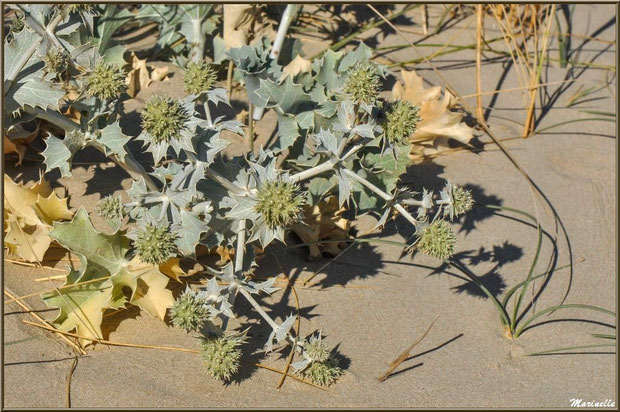 Panicaut Maritime ou Chardon des Sables en fleurs, flore Bassin d'Arcachon (33)