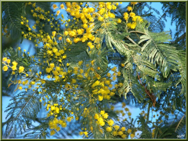 Mimosa en fleurs au Parc de la Chêneraie à Gujan-Mestras (Bassin d'Arcachon)