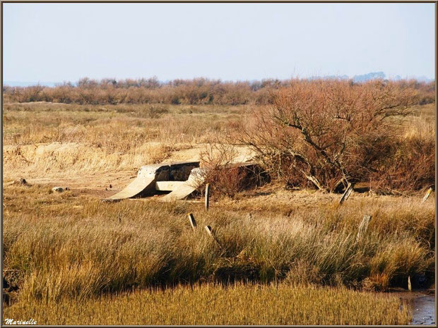 Une écluse au milieu des marais, Sentier du Littoral, secteur Domaine de Certes et Graveyron, Bassin d'Arcachon (33)