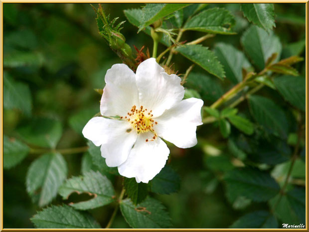 Eglantier en fleurs, en chemin vers à la source miraculeurse de l'Ermitage Saint Gens, village de Le Beaucet, Lubéron (84) 