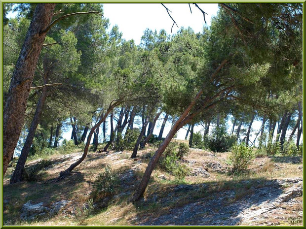 pinède La Montagnette Bouches du Rhône