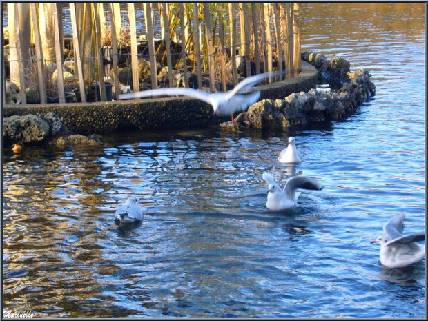 Mouettes dans le bassin à l'entrée du Parc de la Chêneraie à Gujan-Mestras (Bassin d'Arcachon)