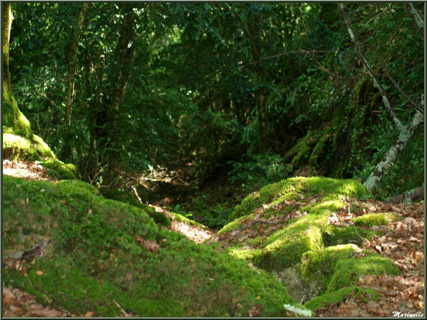 Sentier aux pierres moussues descendant de Notre Dame du Hourat au coeur de la forêt luxuriante et verdoyante, village de Laruns, Pyrénées (64) 