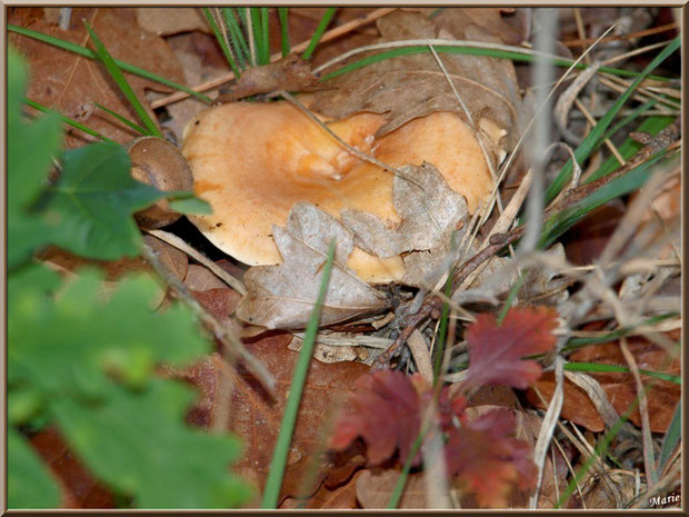 Lactaire Sanguin, bien caché dans son décor automnal, en forêt sur le Bassin d'Arcachon