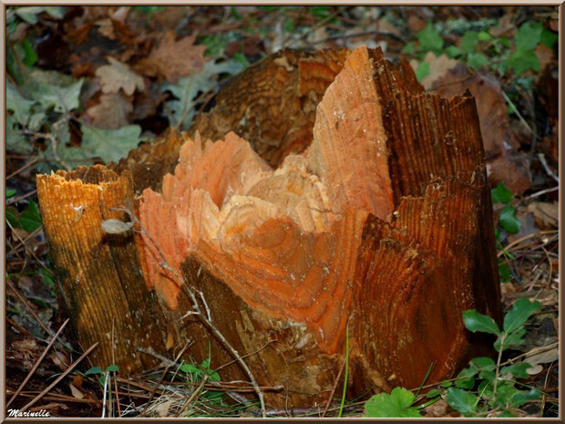 Socle d'un tronc d'arbre décapité après une tempête, forêt sur le Bassin d'Arcachon (33)