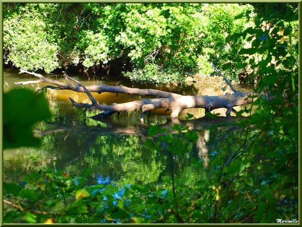 Verdoyance, bois et reflets en bordure de La Leyre, Sentier du Littoral au lieu-dit Lamothe, Le Teich, Bassin d'Arcachon (33)