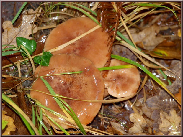 Lactaires à Lait Abondant, après ondée, en forêt sur le Bassin d'Arcachon