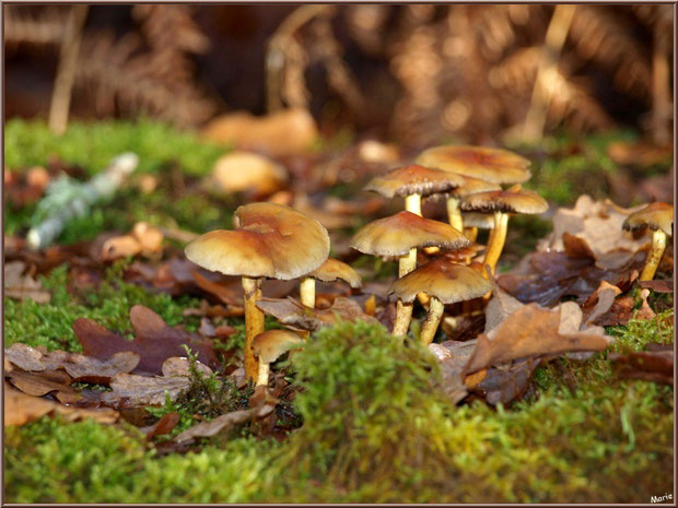 Hypholomes en Touffe entre mousse et feuilles de chêne en forêt sur le Bassin d'Arcachon