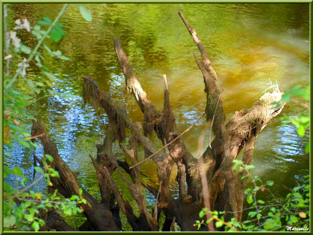 Bois moussus et reflets en bordure de La Leyre, Sentier du Littoral au lieu-dit Lamothe, Le Teich, Bassin d'Arcachon (33)