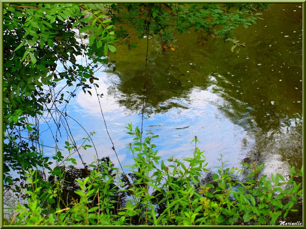 Trouée dans la verdure et reflets en bordure de La Leyre, Sentier du Littoral au lieu-dit Lamothe, Le Teich, Bassin d'Arcachon (33)