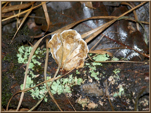 Polypore Versicolore ou Polypore à couleur variable, tel un coquillage, en forêt sur le Bassin d'Arcachon