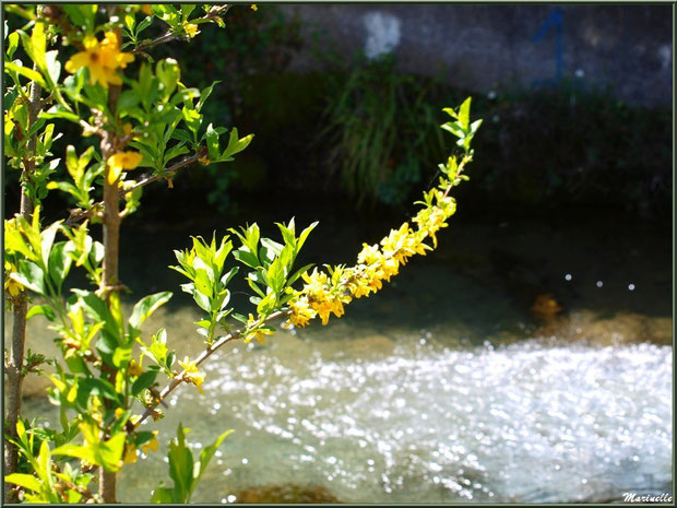 Forsythia en fleurs en bordure d'un ruisseau à la Pisciculture des Sources à Laruns, Vallée d'Ossau (64)