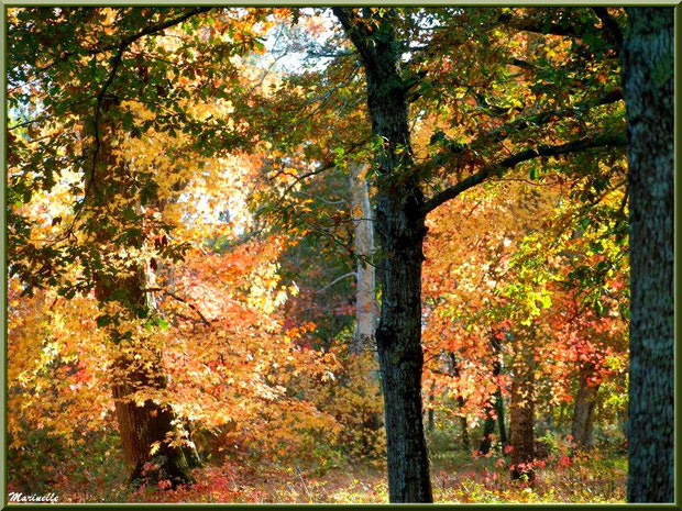 Sous-bois de Chênes et Liquidambars (ou Copalmes d'Amérique) en période automnale, forêt sur le Bassin d'Arcachon (33)