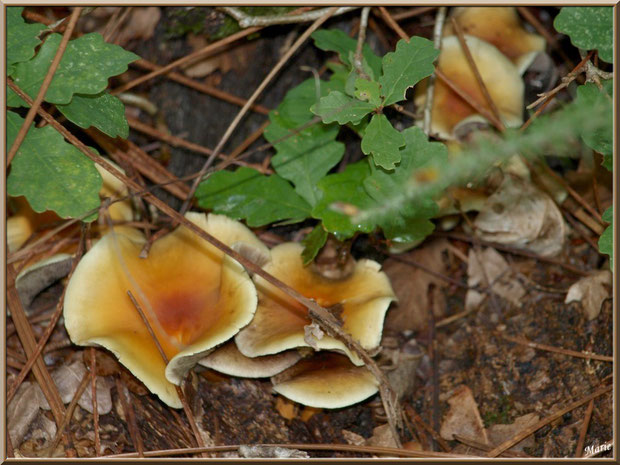 Hypholomes en Touffe épanouis sous un chêne en forêt sur le Bassin d'Arcachon