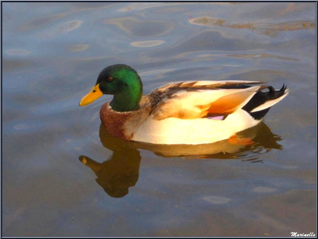 Canard Colvert dans le bassin à l'entrée du Parc de la Chêneraie à Gujan-Mestras (Bassin d'Arcachon)