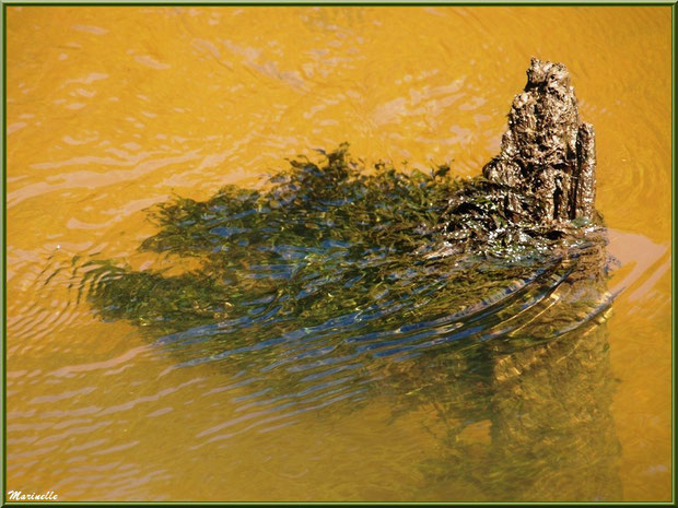 Bois et reflets sur La Leyre, Sentier du Littotal au lieu-dit Lamothe, Le Teich, Bassin d'Arcachon (33)
