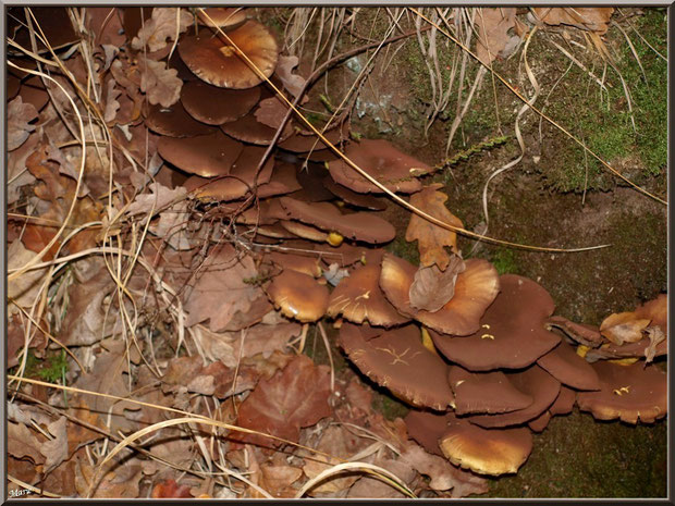 Vieux Hypholomes en Touffe en forêt sur le Bassin d'Arcachon