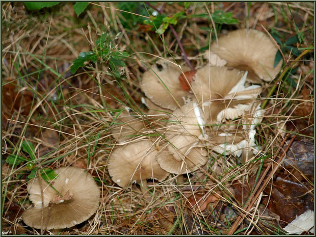 Champignons en famille en forêt sur le Bassin d'Arcachon