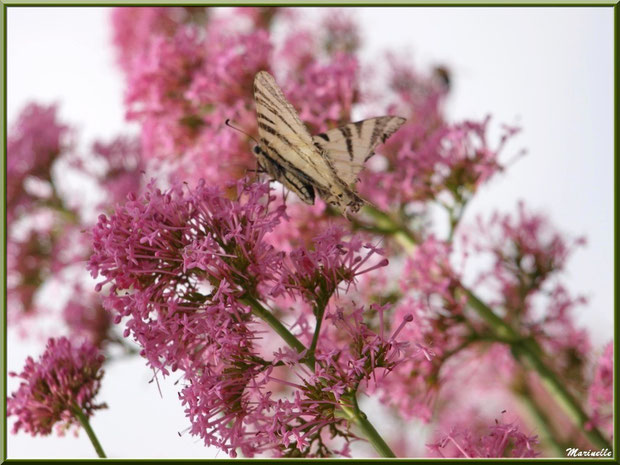 Papillon Flambé sur une valériane au détour d'une ruelle, Baux-de-Provence, Alpilles (13) 