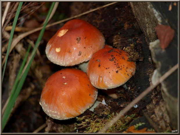 Plutées orangées en forêt sur le Bassin d'Arcachon