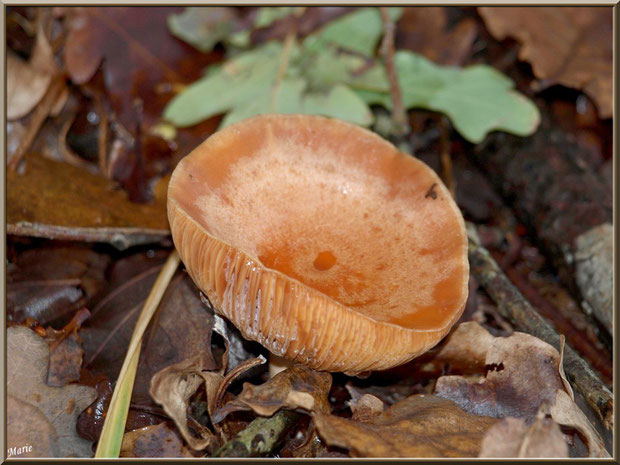 Lactaire à Lait Abondant en forêt sur le Bassin d'Arcachon