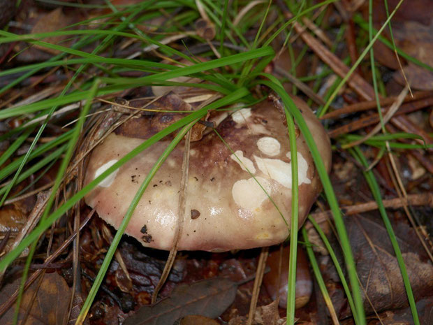 Russule en forêt sur le Bassin d'Arcachon