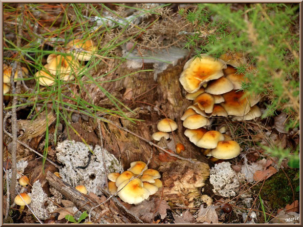 Hypholomes en Touffe autour d'une souche de pin sous les ajoncs en forêt sur le Bassin d'Arcachon