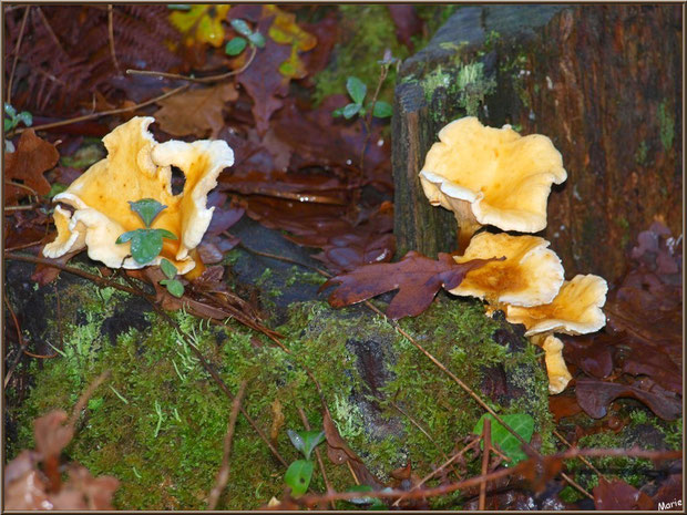 Clitocybes Orangés en forêt sur le Bassin d'Arcachon