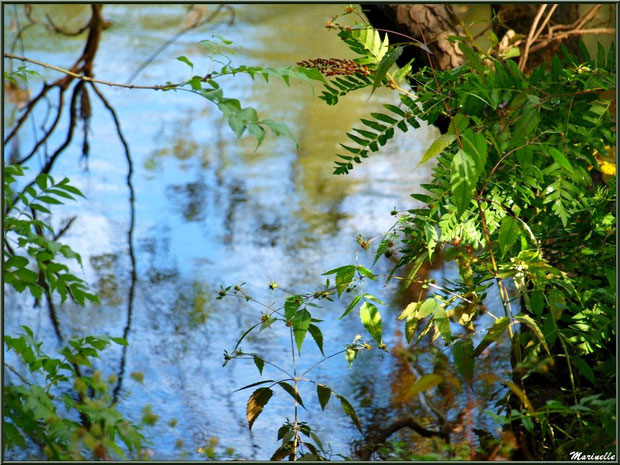 Reflets et verdoyance sur la rivière La Leyre (lieu-dit Lamothe, Le Teich, Bassin d'Arcachon)