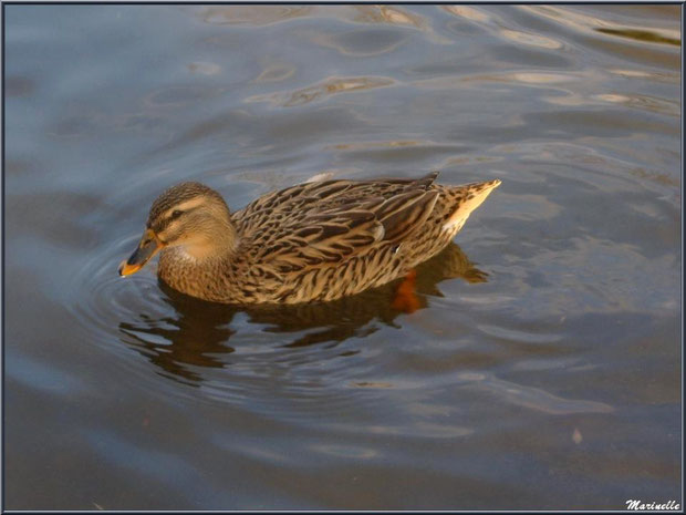 Jeune canard dans le bassin à l'entrée du Parc de la Chêneraie à Gujan-Mestras (Bassin d'Arcachon)