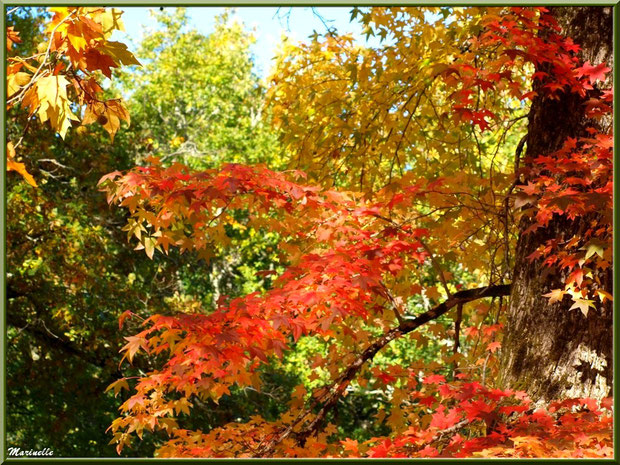 Sous-bois : Chênes et Liquidambar (ou Copalme d'Amérique) aux couleurs automnales, forêt sur le Bassin d'Arcachon (33)  